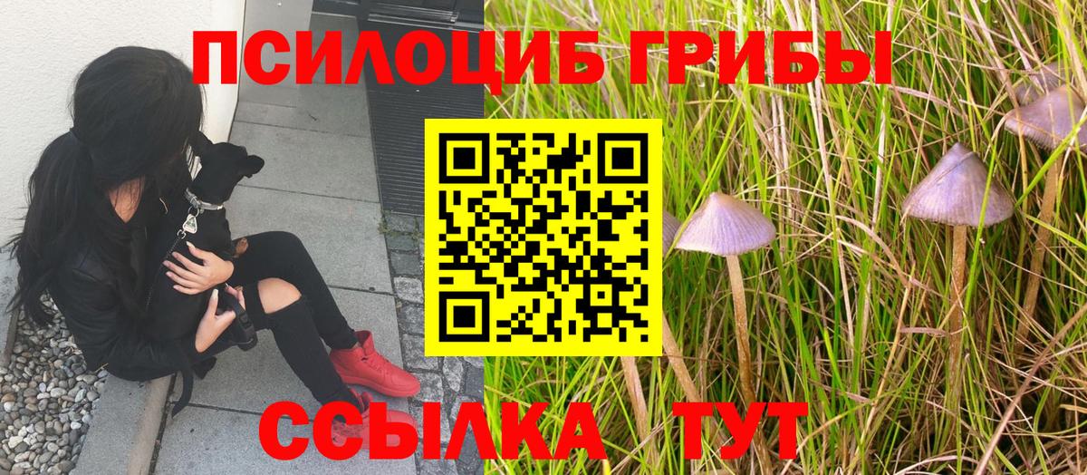 Псилоцибиновые грибы Psilocybine cubensis Барабинск